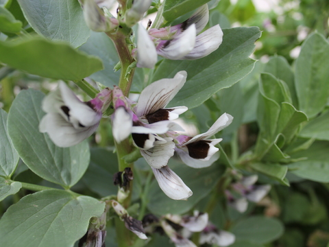 11.	Flor da Faveira (Vicia faba L.)
Data da fotografia: 27/03/2018
Utilidade/ função na horta: Flor da planta leguminosa que produz vagens, donde são extraídas as favas para alimentação.